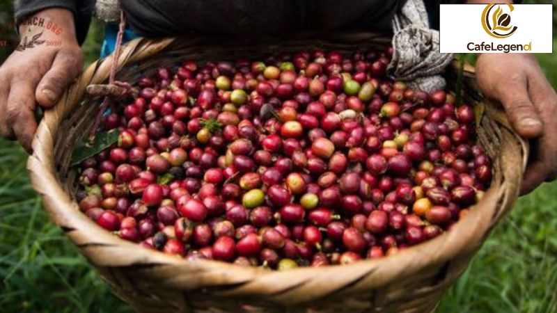 Single origin là gì? Khám phá nghệ thuật thưởng thức cà phê đơn nhất từ A-Z