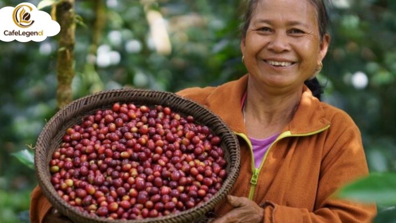 Cà phê Robusta dưới 5 triệu – Đỉnh cao hương vị thượng hạng