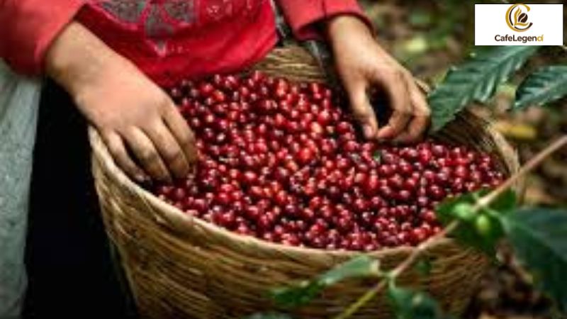 Bí Quyết Cách Làm Cà Phê Lâm Đồng: Từ Nông Trại Đến Ly Cà Phê Đặc Sản Hoàn Hảo