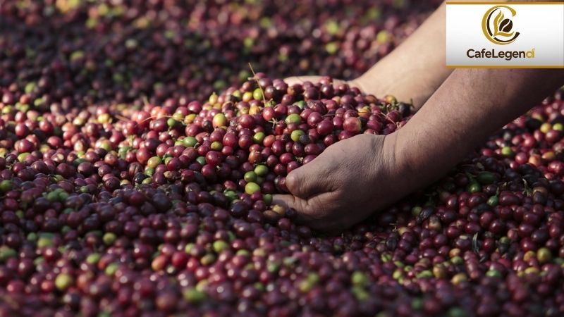 Cách làm Single Origin: Mọi điều cần biết về và nguồn gốc